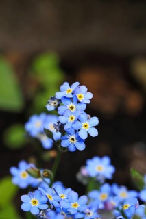 Marsh forget-me-not (Myosotis palustris), true forget-me-not in bloom in spring, Wilnsdorf, North