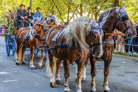 Festive carriage with four horses, Oktoberfest, Munich, Upper Bavaria, Bavaria, Germany