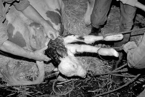 Cow birth with the help of a rope in a cowshed, black and white, Franconia, Bavaria, Germany