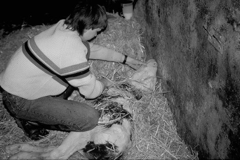 Little boy rubbing the freshly born calf dry with straw, black and white, Franconia, Bavaria,