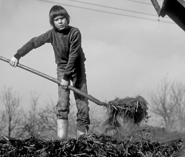 Boy, 10 years old, on a farm spreading cow dung on a dung heap, black and white, Franconia,