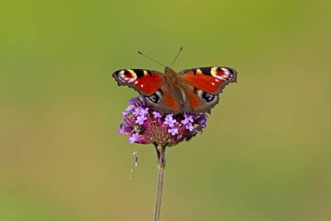 Butterfly, peacock butterfly (Aglais io), Purpletop vervain (Verbena bonariensis), Burgstemmen,