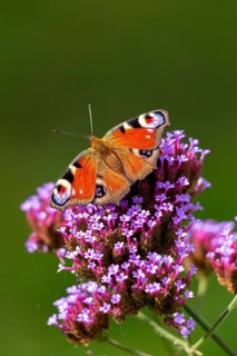 Butterfly, peacock butterfly (Aglais io), Purpletop vervain (Verbena bonariensis), Burgstemmen,