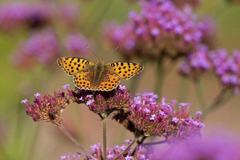 Butterfly, Small Pearl-bordered Fritillary (Issoria lathonia), Purpletop vervain (Verbena