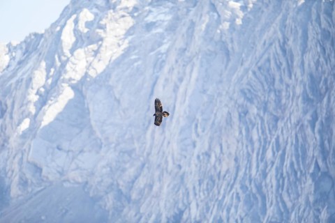 Bearded vulture (Gypaetus barbatus), Berchtesgaden, Alps, Bavaria, Germany
