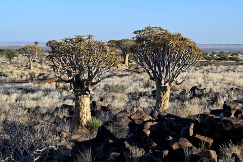 Quiver trees (Aloe dichotoma), quiver tree forest near Keetmanshoop, Karas Region, Namibia