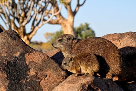 Klippschliefer (Procavia capensis), Desert hippopotamus or Klippdachse in the quiver tree forest