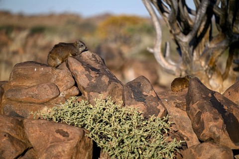 Klippschliefers (Procavia capensis), desert dormice or Klippdachs in the quiver tree forest near