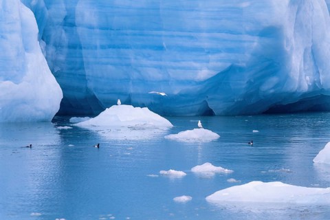 Black guillemot (Cepphus grylle) birds swimming in the cold sea water by a glacier with ice floes,