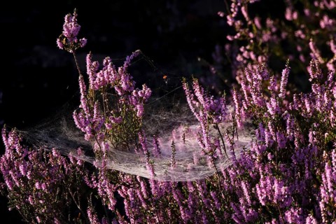 Blooming heather, spider web, summer, Germany
