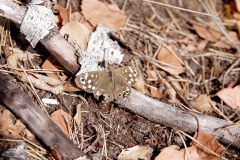 Pararge aegeria, forest floor, brown, September, Germany, With spread wings the butterfly sits on a