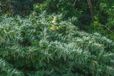Flowering Japanese Knotweed (Fallopia Japonica), an invasive piece in a forest clearing in Ystad,
