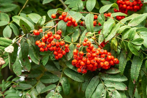 European rowan (Sorbus aucuparia), berries in Ystad, Skåne county, Sweden, Scandinavia