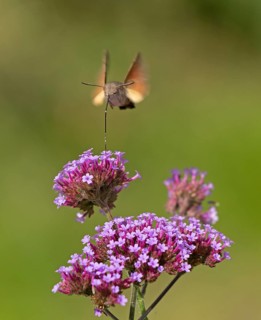 Butterfly, pigeon tail (Macroglossum stellatarum), also known as hummingbird butterfly or