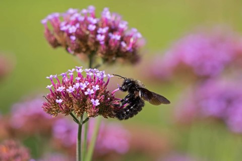 Wood bee (Xylocopa), Purpletop vervain (Verbena bonariensis), Burgstemmen, Nordstemmen, Lower