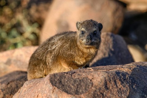 Klippschliefers (Procavia capensis), desert dormice or Klippdachs in the quiver tree forest near