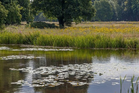 A tranquil pond with water lilies, surrounded by meadows and trees in a peaceful natural setting,