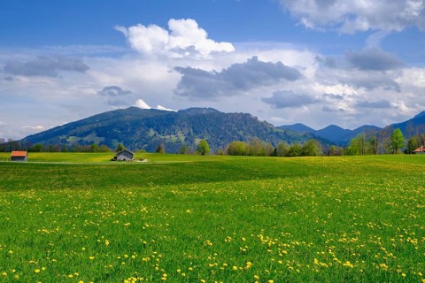 Dandelion meadows near Wackersberg, Upper Bavaria, Bavaria, Germany