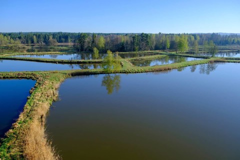 Tirschenreuther Teiche, Waldnaabaue, Große Teichpfanne, Vizinalradweg, near Tirschenreuth, Upper