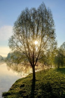 Morning atmosphere, fog at the Fischhof, Tirschenreuth, Upper Palatinate, Bavaria, Germany