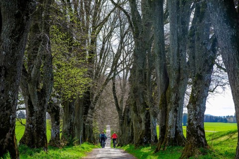 Kurfürstenallee, Lindenallee, Marktoberdorf, Allgäu, Swabia, Bavaria, Germany