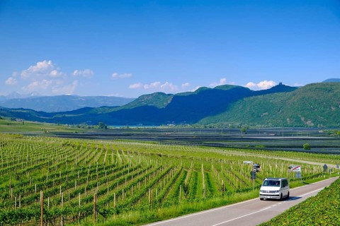 Vines with South Tyrolean Wine Route, Tramin, Wine Route, South Tyrol, Italy