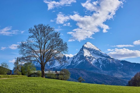 Mountain Watzmann, bare winter tree, landscape photography, mountain landscape, mountains, meadow,