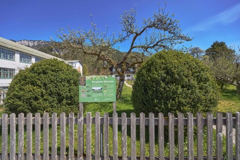 Biosphere flowering meadow, garden, trees, lawn, shrubs, wooden fence, general architecture,