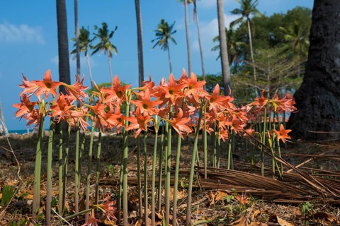 Lilies and coconut palms, Secret Beach, Sala Dan, Ko Lanta, Koh Lanta, Krabi Province, Southern