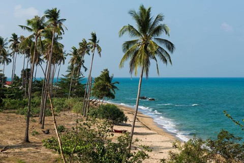 White sandy beach and coconut palms, Coconut Palm Beach, Sala Dan, Ko Lanta, Koh Lanta, Krabi