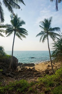 Sandy beach beach and coconut palms, Tricky-Trocky Beach, Sala Dan, Ko Lanta, Koh Lanta, Krabi