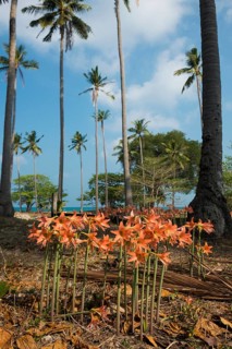 Lilies and coconut palms, Secret Beach, Sala Dan, Ko Lanta, Koh Lanta, Krabi Province, Southern