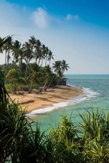 Sandy beach beach and coconut palms, Coconut Palm Beach, Sala Dan, Ko Lanta, Koh Lanta, Krabi