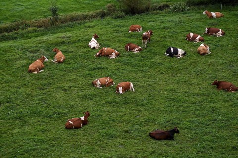 Cows, dairy cows, on pasture, Burgrain near Willisau, Canton Lucerne, Switzerland