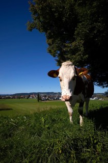 Dairy cow, cow, plagued by flies, mosquitoes, in the background Ettiswil, Canton Lucerne,