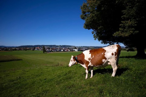 Dairy cow, cow, in the background Ettiswil, Canton Lucerne, Switzerland