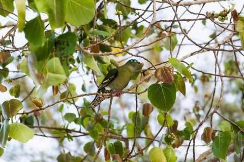 Green pigeon, Sunrise Beach, Koh Hai, Ko Ngai, Krabi Province, Trang, Southern Thailand, Andaman