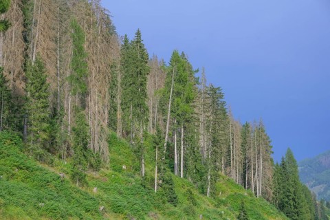 Major forest damage in a spruce forest near Obertilliach, Tyrol, Austria