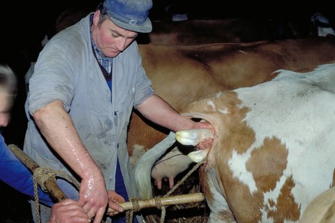 Cow birth with the help of a rope in a cowshed, Franconia, Bavaria, Germany