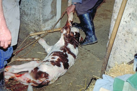 A newborn calf in a cowshed, Franconia, Bavaria, Germany