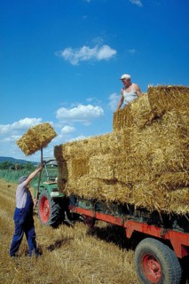 Hay harvest, farmers loading hay bales onto a wagon, Franconia, Bavaria, Germany