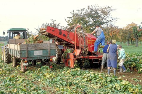 Beet harvest of a small farmer in the 1980s, Franconia Bavaria, Germany