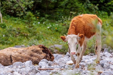 Holstein Friesian cattle crossing a creek on an alpine pasture. Eng valley, Austria