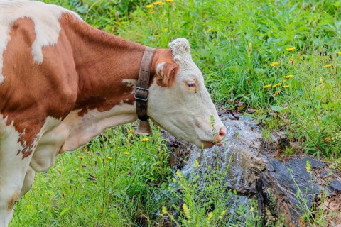 A Holstein-Friesian cow stands on a green mountain pasture in the Eng valley, Austria, drinking