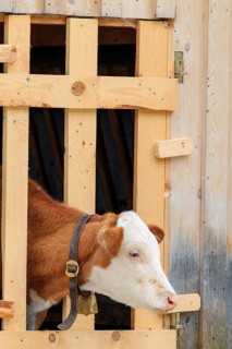 A Holstein-Friesian calf sticks its head through a wooden fence in the barn wall and looks out. Eng