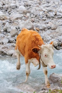 Holstein Friesian cattle crossing a creek on an alpine pasture. Eng valley, Austria