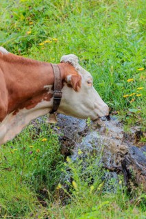 A Holstein-Friesian cow stands on a green mountain pasture in the Eng valley, Austria, drinking