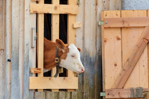 A Holstein-Friesian calf sticks its head through a wooden fence in the barn wall and looks out. Eng