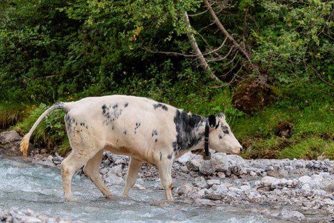 A cow crosses a creek on an alpine pasture. Eng valley, Austria