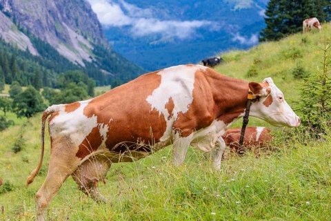 A Holstein Friesian cow walks across a meadow on a sunny day with an alpine mountains range in the